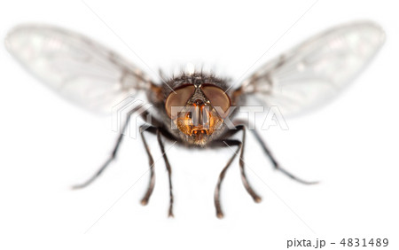 Fly close up 4831489