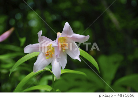 ヒメサユリの可憐な花 ヒメサユリの可憐な花 4831656