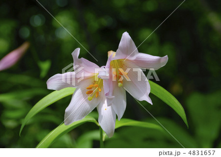 ヒメサユリの可憐な花 4831657