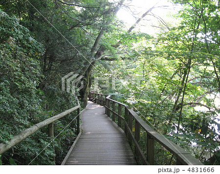 石神井公園の木道 4831666