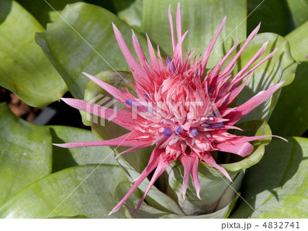 Red tropical flower Red tropical flower 4832741