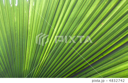 Palm sheet peek-a-boo from sun Palm sheet peek-a-boo from sun 4832742