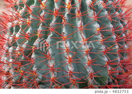 Blue cactus with red needle Blue cactus with red needle 4832753
