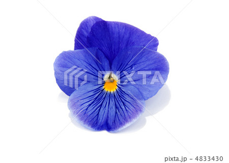 One flower with petal 4833430