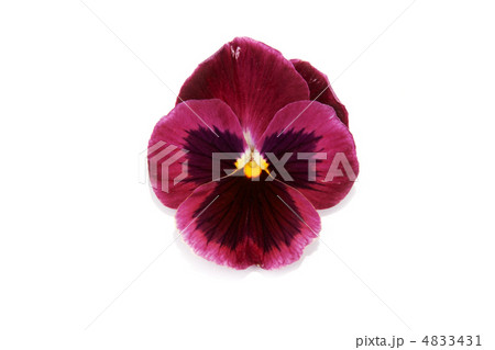 One flower with petal 4833431