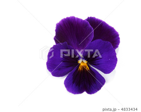 One flower with petal 4833434