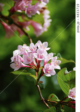 タニウツギの花 4833719