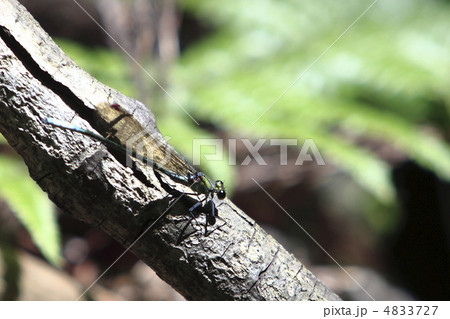 アサヒナカワトンボ 4833727