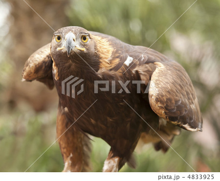 California Golden Eagle 4833925