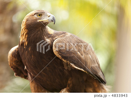 California Golden Eagle 4833943
