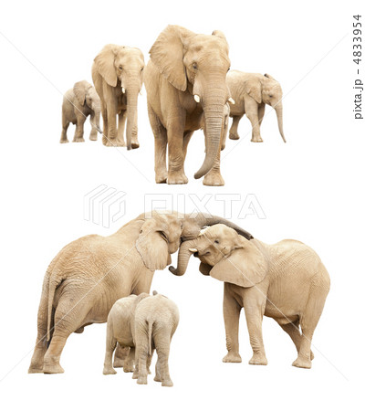 Family of Elephants Isolated Family of Elephants Isolated 4833954