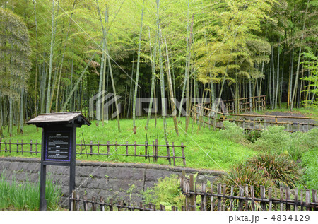仙巌園の江南竹林 仙巌園の江南竹林 4834129