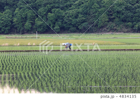 田植え 田植え 4834135