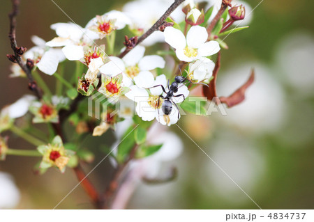 木苺の花と蟻 木苺の花と蟻 4834737