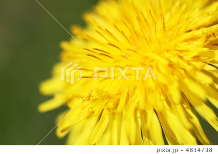 タンポポの花のクローズアップ タンポポの花のクローズアップ 4834738