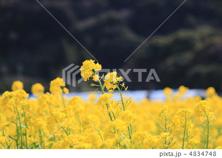 菜の花 4834748