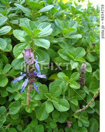 マンジュリコンの花 4834759