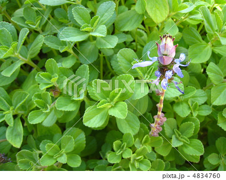 マンジュリコンの花 4834760