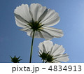 コスモス 4834913
