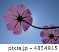 コスモス 4834915