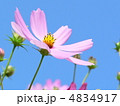 コスモス 4834917