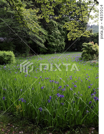 杜若　大田の沢にて 4835014