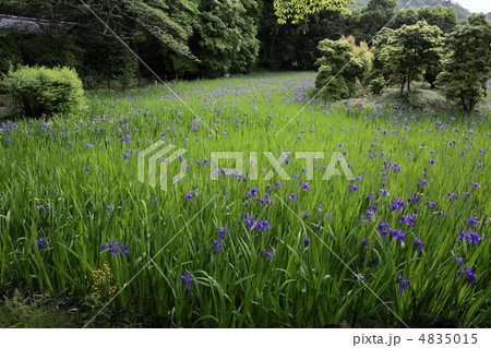 杜若　大田の沢にて 4835015