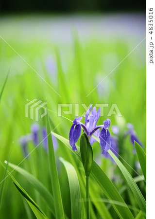 杜若　大田の沢にて 4835016