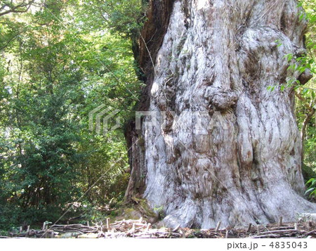 縄文杉 4835043