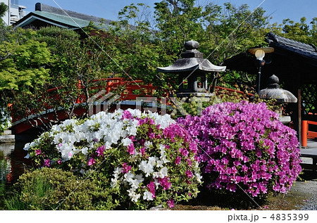 神泉苑のツツジ 4835399