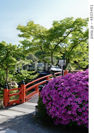 神泉苑のツツジ 4835401