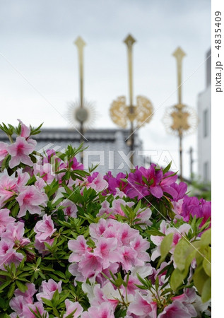 神泉苑のツツジ 4835409