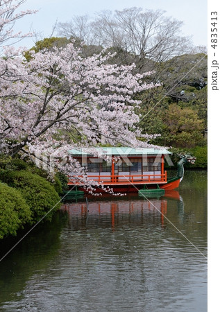 神泉苑の池と桜 4835413