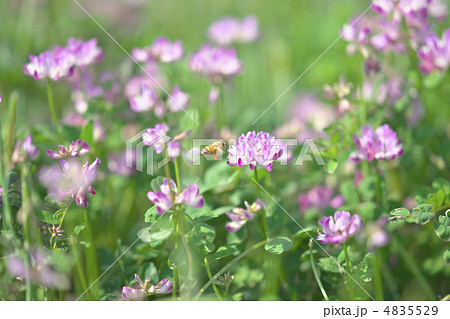 久喜市れんげ祭り 4835529