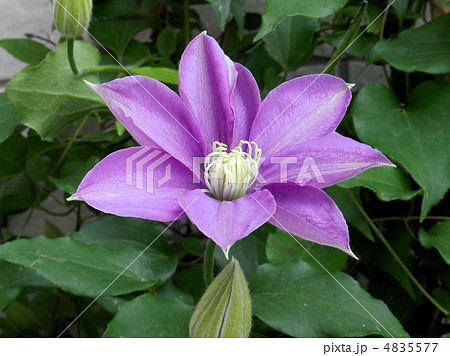 クレマチス／八王子 4835577