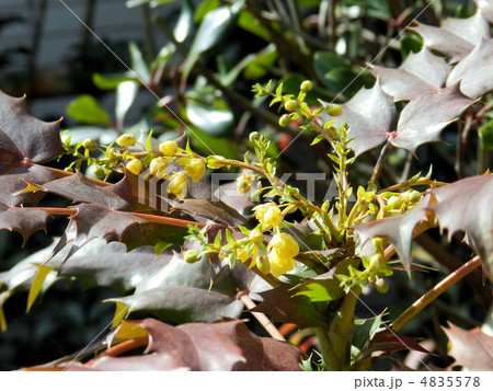 ヒイラギナンテン／八王子 4835578