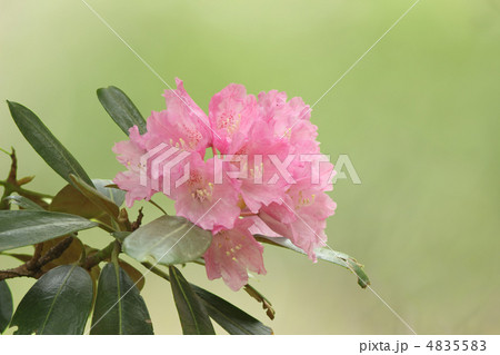 シャクナゲ 4835583