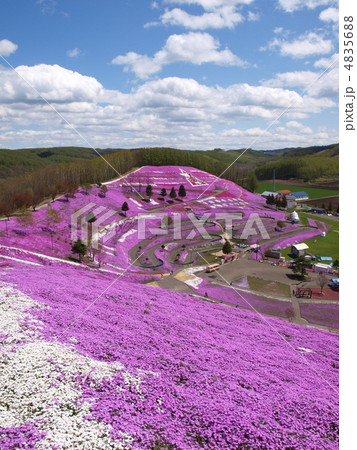 東藻琴芝桜公園 芝桜まつり 4835688