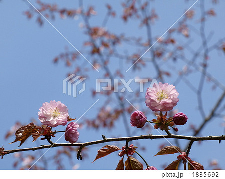 釧路八重桜 4835692