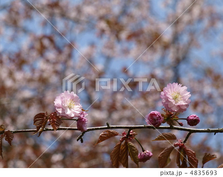 釧路八重桜 4835693