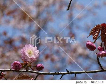 釧路八重桜 釧路八重桜 4835694