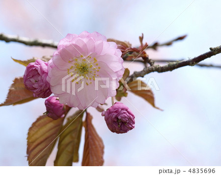 釧路八重桜 釧路八重桜 4835696