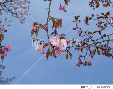 釧路八重桜 4835699