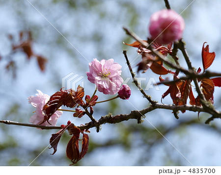 釧路八重桜 釧路八重桜 4835700