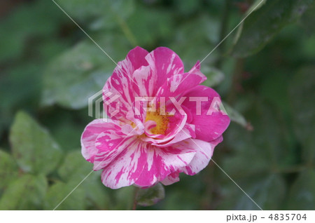 薔薇 4835704