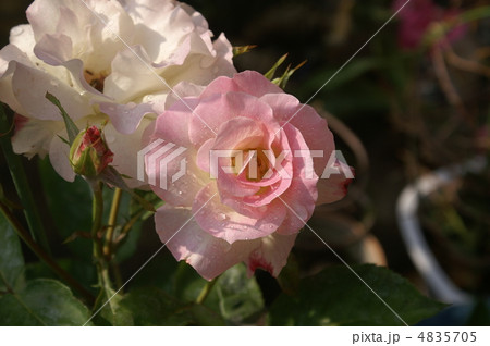 薔薇 4835705