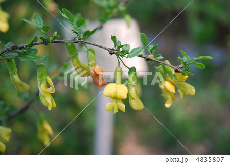 ムレスズメの花 4835807