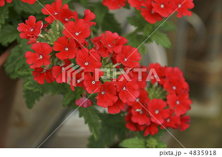 ハナテマリ ハナテマリ 4835918