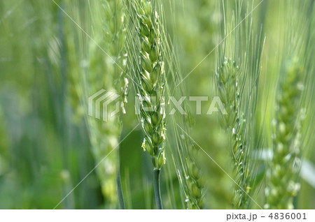 小麦の花 小麦の花 4836001