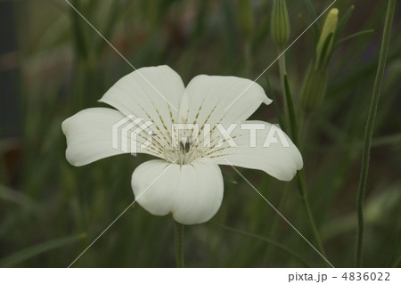 ムギナデシコ ムギナデシコ 4836022